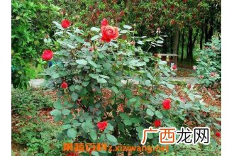 玫瑰花摘下来怎么保存