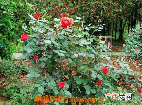 玫瑰花摘下来怎么保存