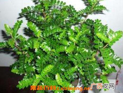 驱蚊植物有哪些 驱蚊效果最好的植物
