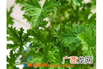 驱蚊植物有哪些 驱蚊效果最好的植物