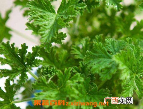 驱蚊植物有哪些 驱蚊效果最好的植物
