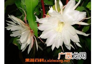 昙花怎么养 昙花种子种植方法