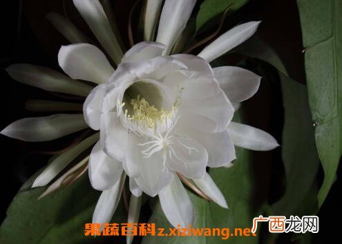 昙花怎么养 昙花种子种植方法