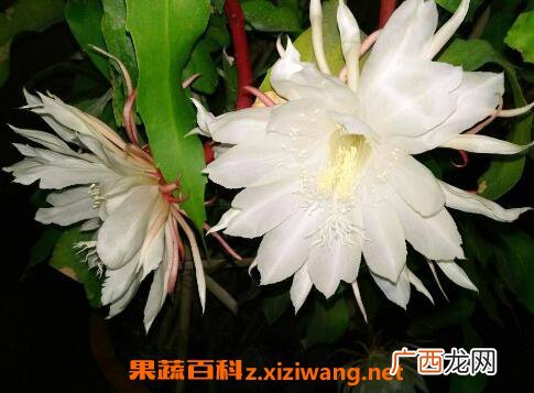 昙花怎么养 昙花种子种植方法