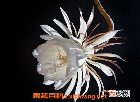 昙花花后如何处理 昙花干叶怎么处理