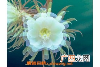 昙花花后如何处理 昙花干叶怎么处理