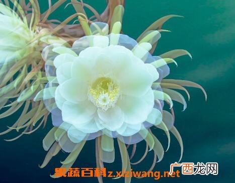 昙花花后如何处理 昙花干叶怎么处理