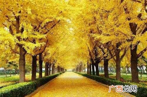 黄金为什么是硬通货币（黄金是硬通货币的原因