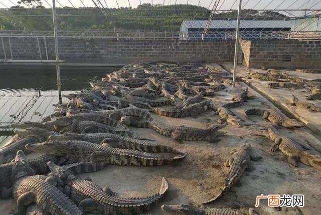 海南鳄鱼养殖场在哪里 全国鳄鱼养殖场