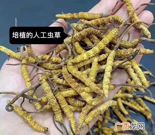 人工养殖虫草多少钱