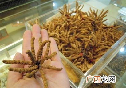 人工养殖虫草多少钱