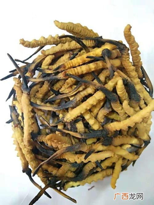 养殖人参的功效与作用 人工养殖的虫草的功效