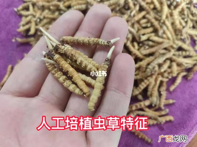 养殖人参的功效与作用 人工养殖的虫草的功效