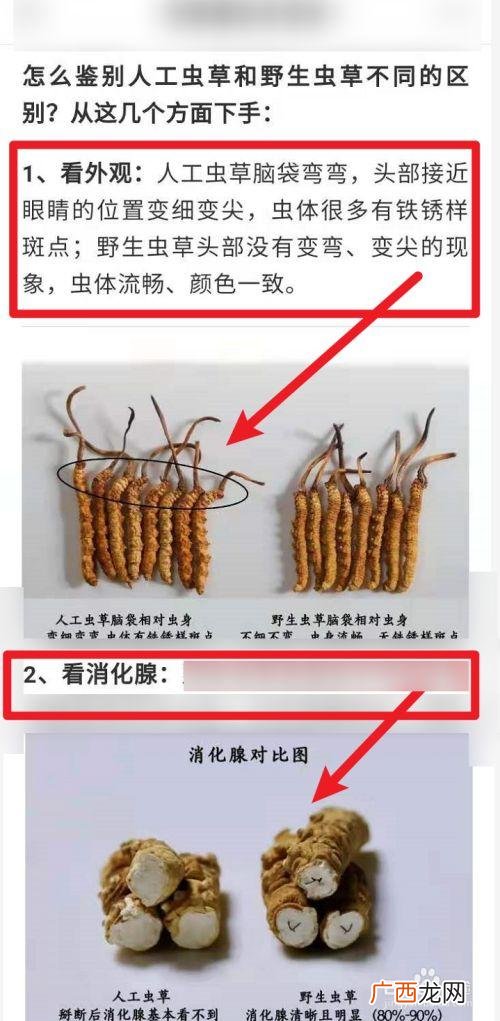 养殖人参的功效与作用 人工养殖的虫草的功效