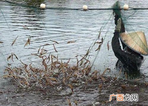 淡水白对虾养殖最新方法 如何养殖白对虾
