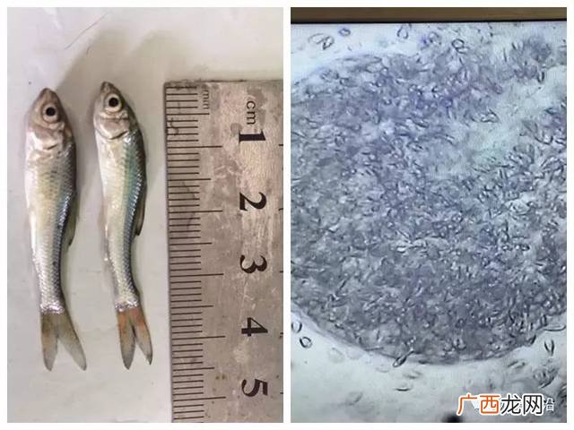 麦鲮鱼养殖技术 如何养殖麦鲮水花