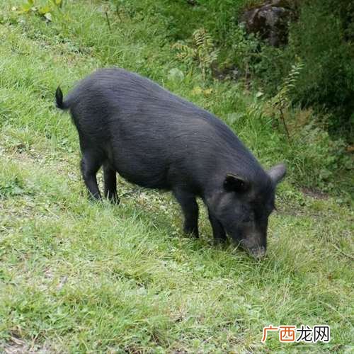 放养香猪养殖技术视频 山东香猪养殖视频