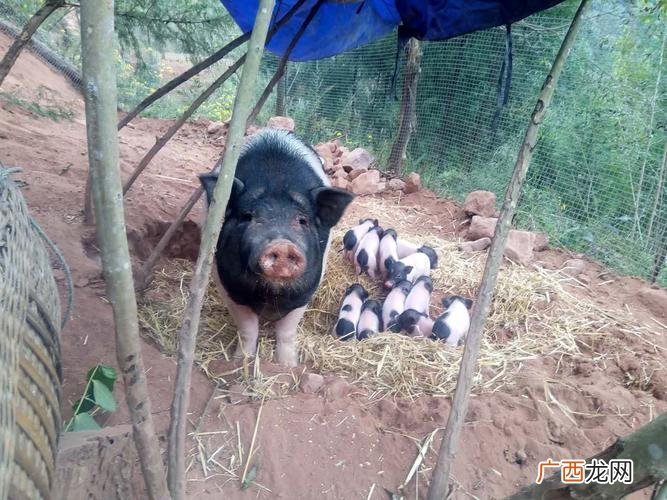 放养香猪养殖技术视频 山东香猪养殖视频