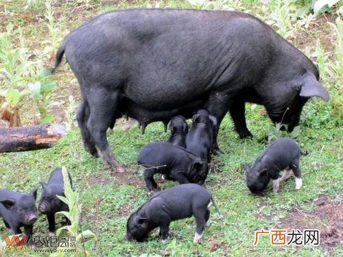 放养香猪养殖技术视频 山东香猪养殖视频