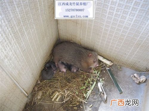广西哪里有竹鼠种苗 韶关竹鼠养殖厂
