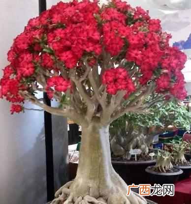 都有哪些特征 夏天开的花有什么花