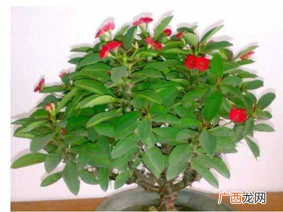 都有哪些特征 夏天开的花有什么花