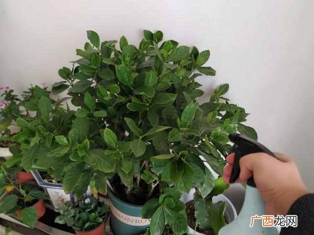 都有哪些特征 夏天开的花有什么花
