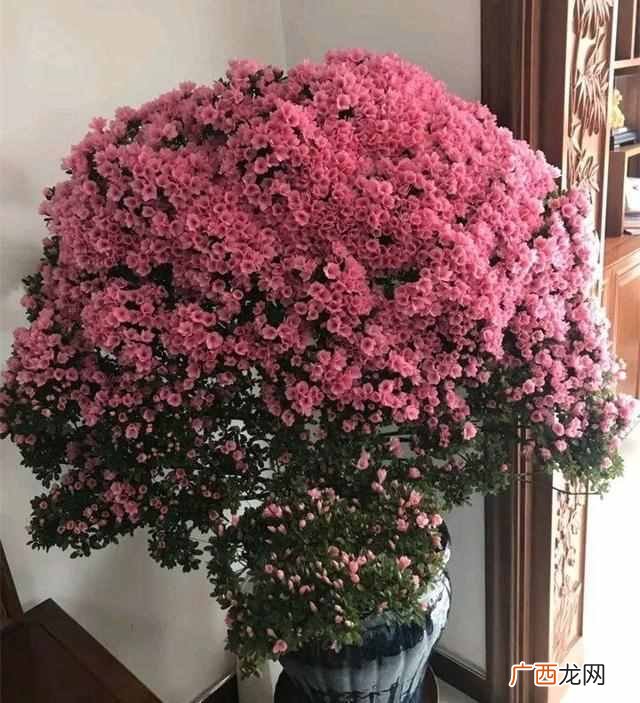 都有哪些特征 夏天开的花有什么花