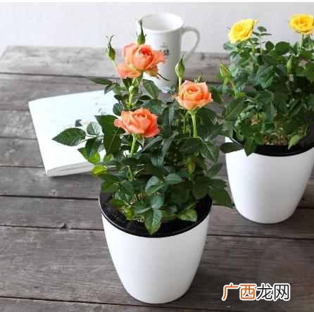 都有哪些特征 夏天开的花有什么花