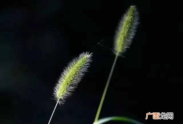 萍水相逢的萍是什么意思 萍水相逢什么意思