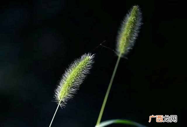 萍水相逢的萍是什么意思 萍水相逢什么意思