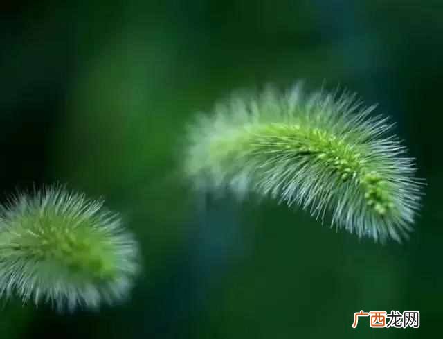 萍水相逢的萍是什么意思 萍水相逢什么意思