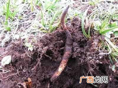 冬虫夏草的种类有哪些 冬虫夏草是什么东西