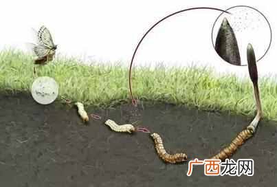 冬虫夏草的种类有哪些 冬虫夏草是什么东西