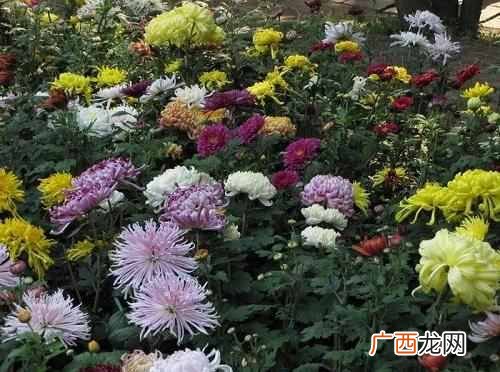 十月开花图片大全 十月开什么花最漂亮