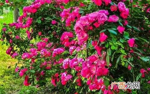 十月开花图片大全 十月开什么花最漂亮