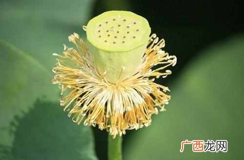 十月开花图片大全 十月开什么花最漂亮