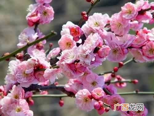 十月开花图片大全 十月开什么花最漂亮