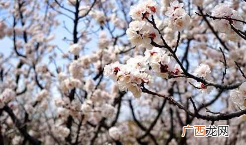 十月开花图片大全 十月开什么花最漂亮