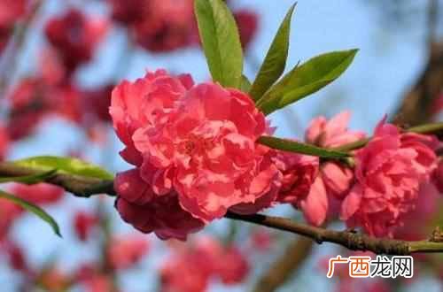 十月开花图片大全 十月开什么花最漂亮