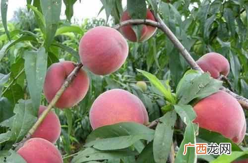 十月开花图片大全 十月开什么花最漂亮
