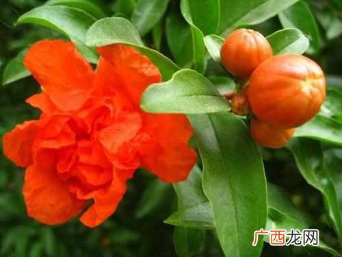 十月开花图片大全 十月开什么花最漂亮
