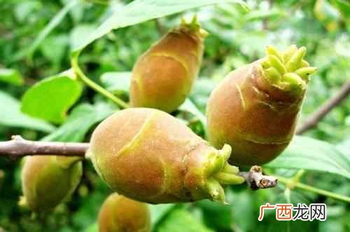 十月开花图片大全 十月开什么花最漂亮