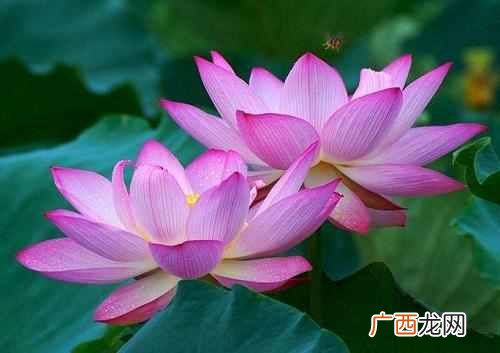 十月开花图片大全 十月开什么花最漂亮