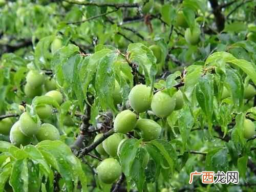 十月开花图片大全 十月开什么花最漂亮
