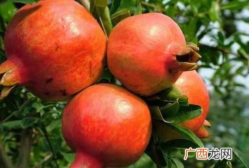 十月开花图片大全 十月开什么花最漂亮