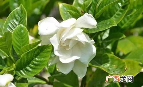 十月开花图片大全 十月开什么花最漂亮