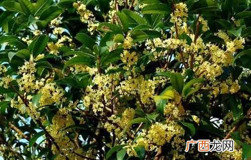 十月开花图片大全 十月开什么花最漂亮