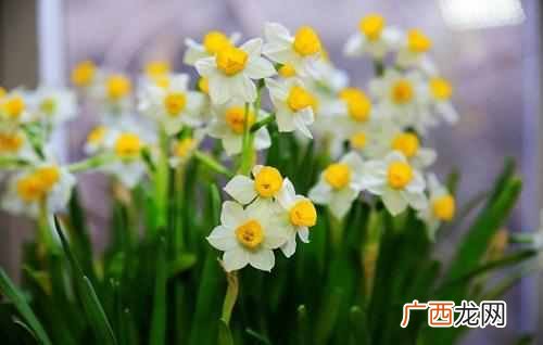 十月开花图片大全 十月开什么花最漂亮
