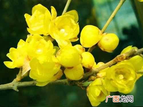 十月开花图片大全 十月开什么花最漂亮